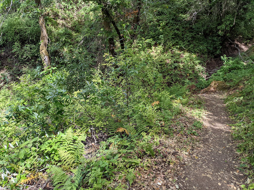 Fern Loop Trail - Visual