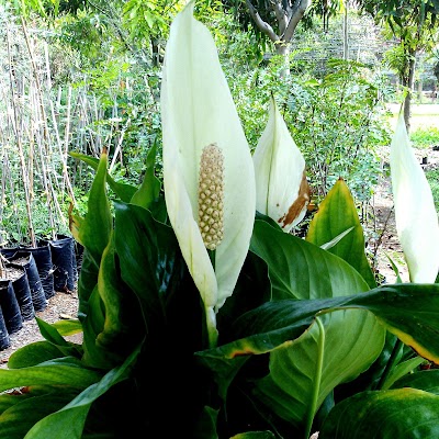 Photos of Vivero Tropical