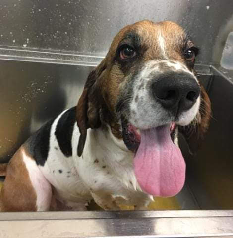 Walnut Creek Animal Clinic - Thumbnail