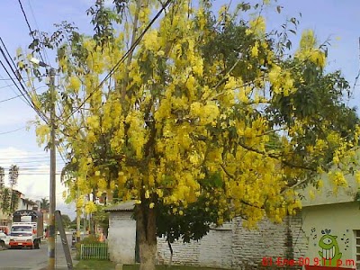 Photos of Palobonito Park