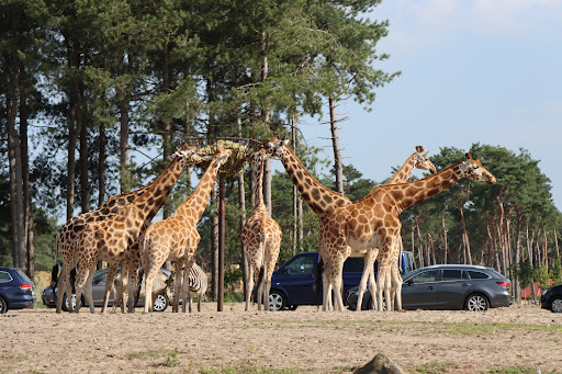 Hilvarenbeek, Safaripark