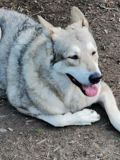 Unser Hundegarten Holzwickede - Thumbnail