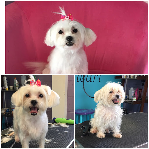 Dana's Pampered Pets - Thumbnail