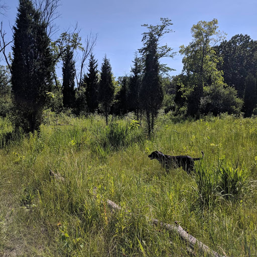 Beck Lake Off-Leash Dog Area - Thumbnail