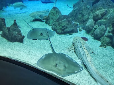 ABQ BioPark Aquarium