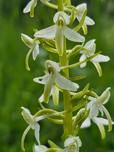 Forstliches Arboretum Liliental - Germany