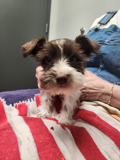Pine Grove Animal Hospital - Thumbnail
