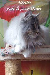 Photo n°10 de La Foret De Jernvid à Cormolain (Éleveur)