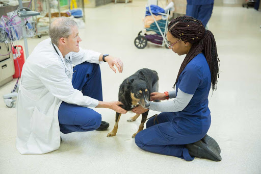 Sugar Land Veterinary Specialists & Emergency Care