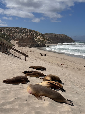 Exceptional Kangaroo Island by null