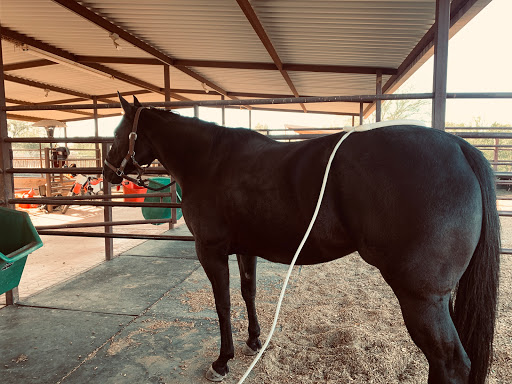 CKC PEMF Equine Therapy - Thumbnail