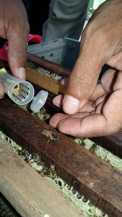 Photos of កសិដ្ឋាន​ឃ្មុំ​ ខ្មែរ​ប៊ី​-KhmerBees Beekeeping Farm