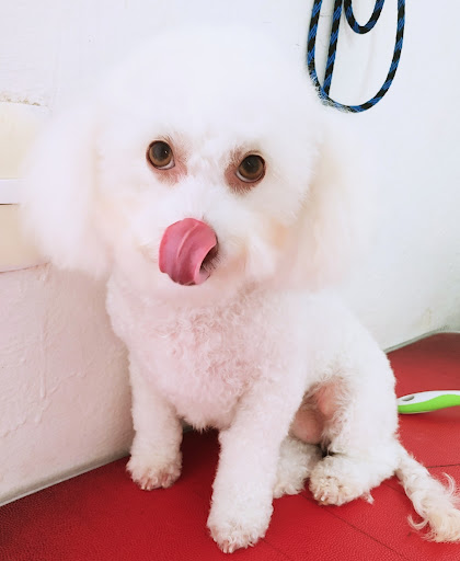 Estetica canina So cute