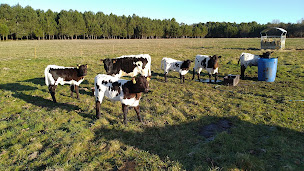 Photo n°33 de La Ferme d'Iska & Marina à Saint-Martin-Curton (Éleveur)