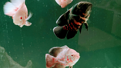 Bossfish specialty Cichlids