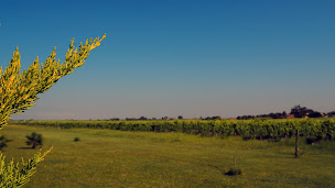 Photo n°29 de L'Alambic de l'estuaire - Gîte et chambre d'hôtes insolite à Saint-Fort-sur-Gironde (Hôtel bien-être)
