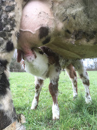 Photo n°9 de LA FERME DE GRAND LIEU à Saint-Lumine-de-Coutais (Ferme)