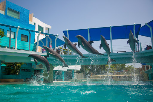 Interactive Aquarium Cancún - Thumbnail