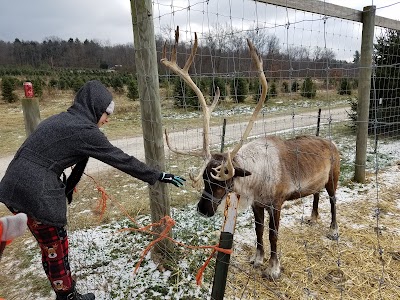 Photos of Galehouse Tree Farms