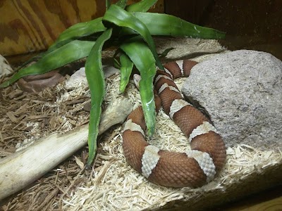 Kentucky Reptile Zoo