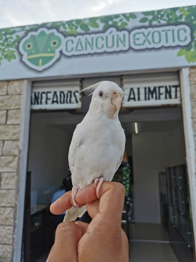 Cancun Exotic