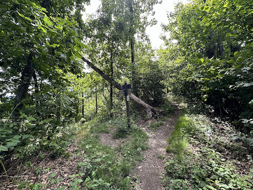 Bluff Mountain - Visual