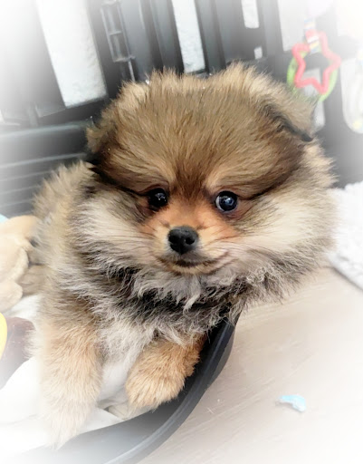 Élevage Spitz / Pomsky Puppy Academy - Thumbnail