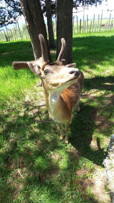 Black Pine Deer Farm