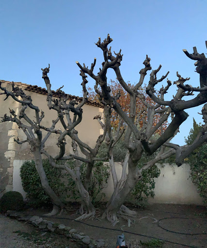 Photo de Grandeur Nature 13 à Maussane-les-Alpilles (13520)