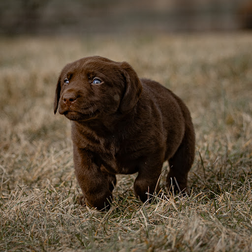 Puppies from PA - Thumbnail