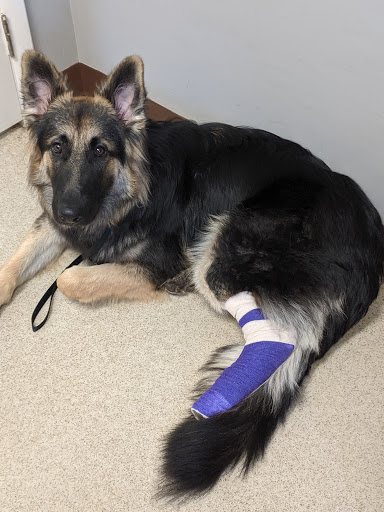 Cotswold Animal Hospital - Thumbnail