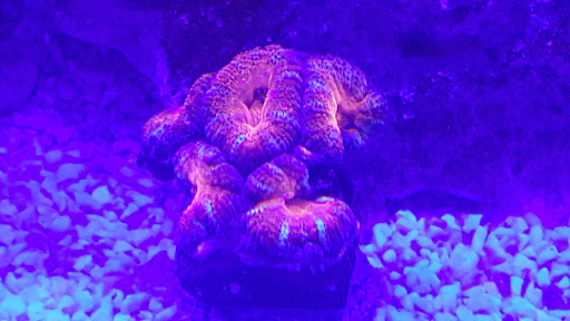 Polyp Box - Visual
