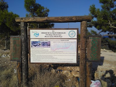 Mediterranean Monk Seal Habitat