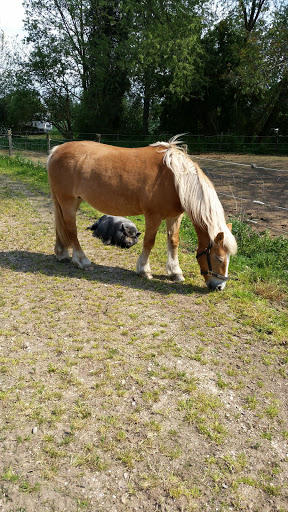 SanaAnimal Reittherapie Ausbildung Haus Pesch - Thumbnail