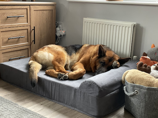 K9 Beds - Visual