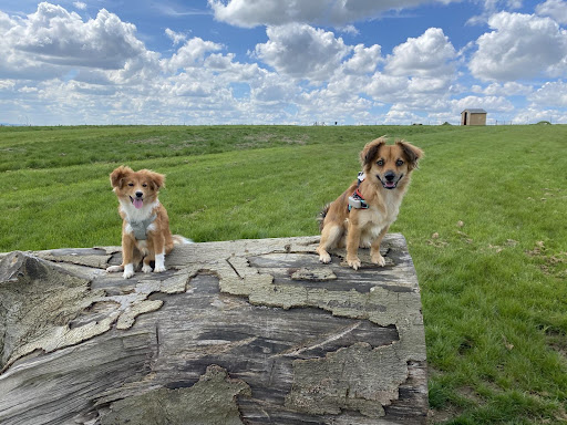 WellFur Dog Grooming