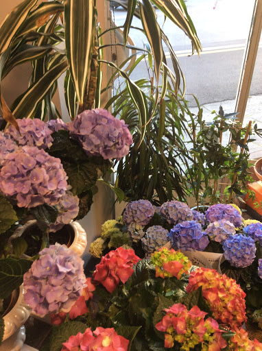 blumen fiori - Thumbnail