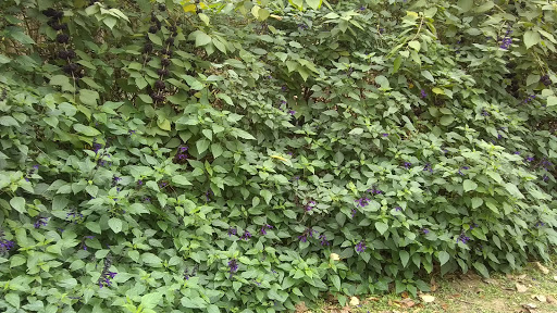 Wiess Park - Visual