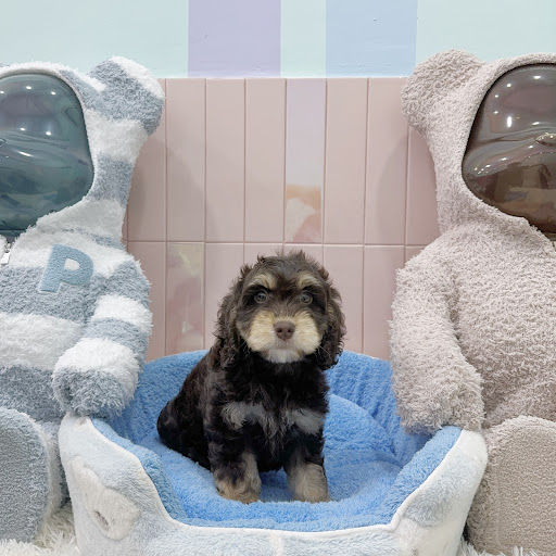 The Pup Life SG - Thumbnail