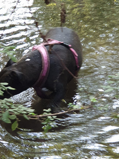 Riserva Naturale Fontanile Nuovo - Thumbnail