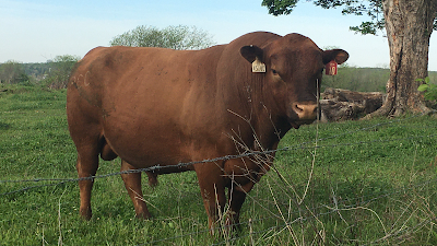 Diamond H Grass and Cattle Ranch