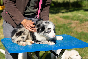 Photo n°7 de La Ferme des Hallais à Saint-Denis-d'Orques (Pension pour chiens)