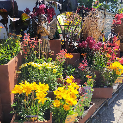St Austell Garden Centre Gallery - United Kingdom