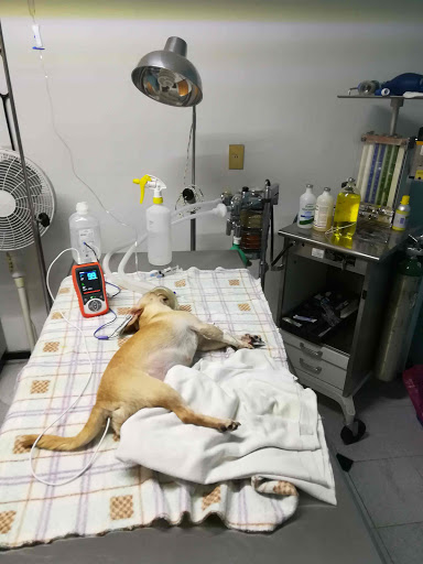Hospital veterinario San Jacinto