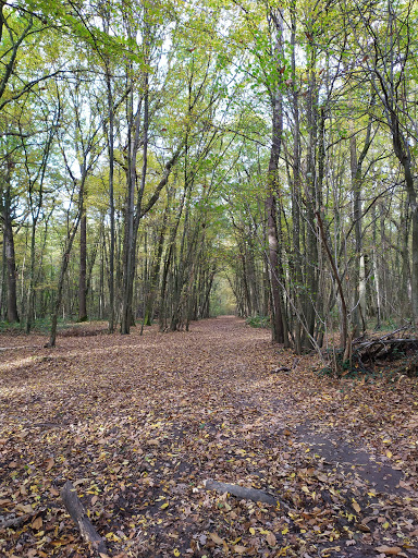 Chigny Woods - Thumbnail