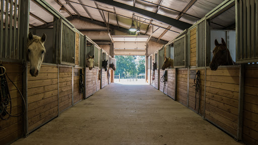 Michael Lyons Horsemanship Logo