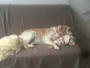 Photo n°6 de Élevage de Lounaé Fritsch Jessica à Ibigny (Éleveur)