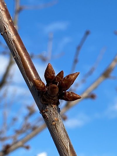 大泉観光さくらんぼ園