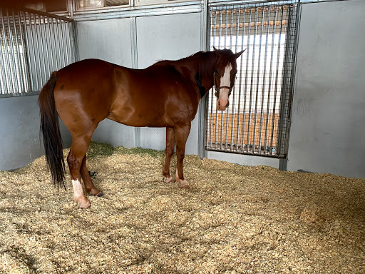 Tularosa Equine Clinic LLC - Thumbnail