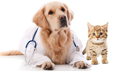 Fotografía de Clinica Veterinaria Best Animals Gato